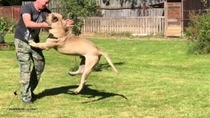 Преса Канарио мощные, но грациозные собаки Presa Canario