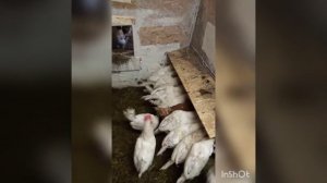 Автоматическая бункерная кормушка