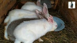 Как кролики пьют молоко?