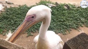 ЕНОТЫ НАПАЛИ НА ЖЕЛЕЙНОГО МЕДВЕДЯ ВАЛЕРУ