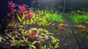 Черные неоны