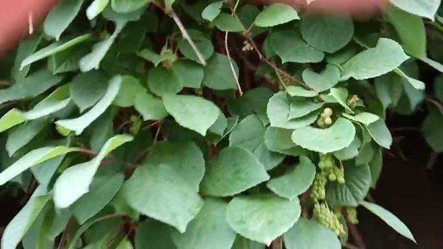 Лимонник Китайский и Парковая Роза. Жители Моего Огорода смотреть онлайн