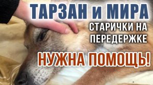 МИРА и ТАРЗАН, старички на передержке. Нужна финансовая помощь, ДРУЗЬЯ ♂️♂️❗