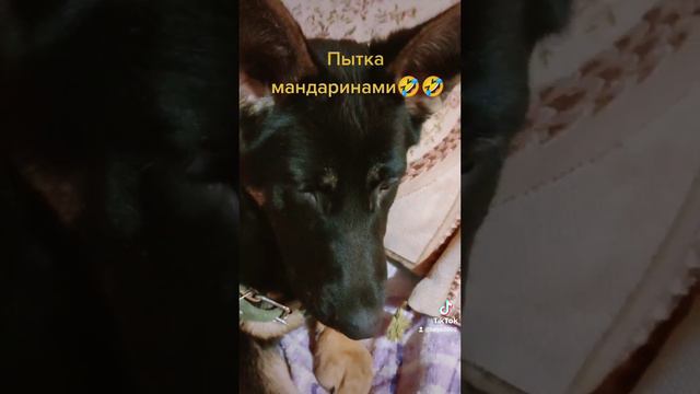 Можно ли щенкам мандарины! Да, можно, у которых норм.  переносимость цитрусовых, и без фанатизма!