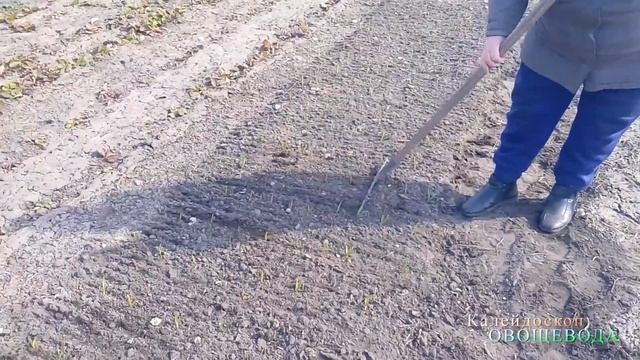 Раскрываем грядки чеснока смотреть онлайн