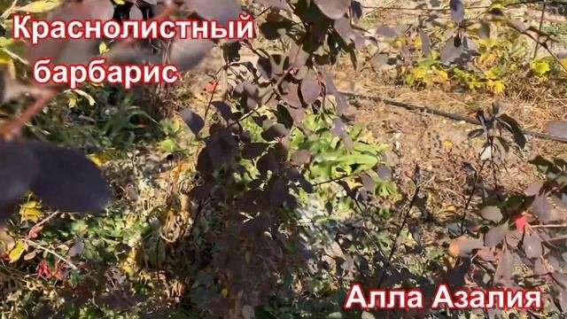 Барбарис краснолистный. Собираем ягоды  #барбарис #барбарискраснолистный