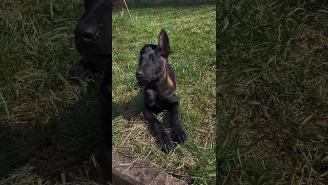 Cute and funny Belgian Malinois puppies. смотреть онлайн