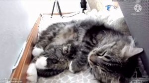 Уличная кошка родила четверых котят. Но в то, что произошло через 4 дня, не мог поверить никто