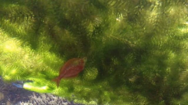 Глоссолепис красный Аквариумная рыбка смотреть онлайн