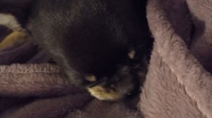 Ой а кто тут у нас сонная колбаска.