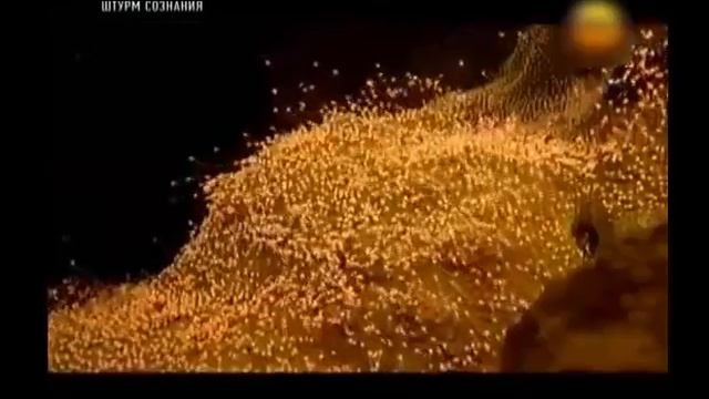 Был ли Вселенский План, по которому Жизнь возникла во Вселенной и на Земле смотреть онлайн