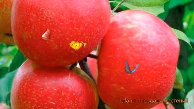 Яблоня средний Хани крисп (honeycrisp) ? обзор: как сажать, саженцы яблони Хани крисп
