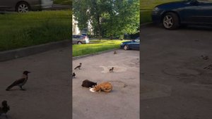 Вороны атакуют и отбирают еду у котов 😼