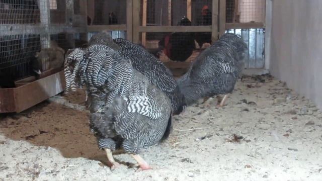 ПЛИМУТРОК ПОЛОСАТЫЙ. ДАРЬИН ДВОР ГЕНОФОНД ПОВОЛЖЬЯ смотреть онлайн