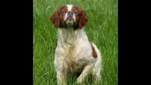 Охотник из Франции. Бретонский эпаньоль