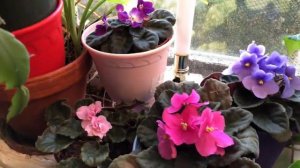 🌺💞My beautiful African Violet flowering houseplant collection in the golden hour💞🌺