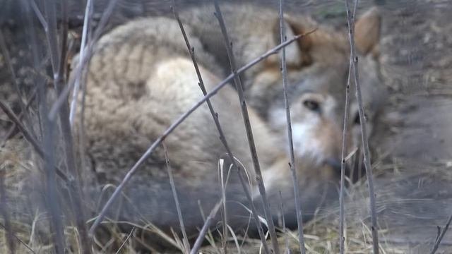 Херсонские волчицы и их волчок-дружок!??? Волчица после ПОМОЩИ ВРАЧЕЙ, чувствует себя лучше!☀️❤️