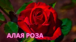 Алая роза! Классный трек о любви!