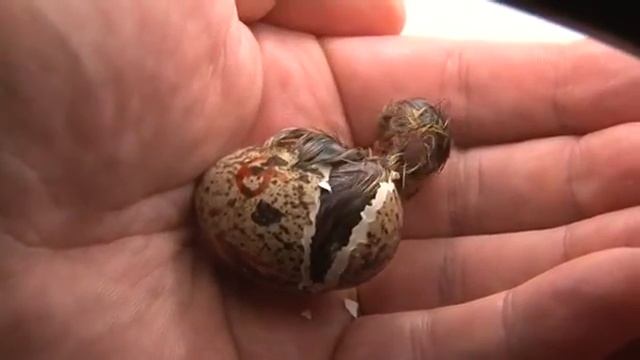 Вылупление перепеленка из яйца