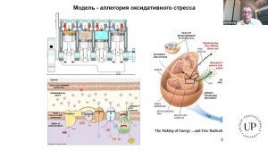 Оксидативный стресс. Этиология и патогенез