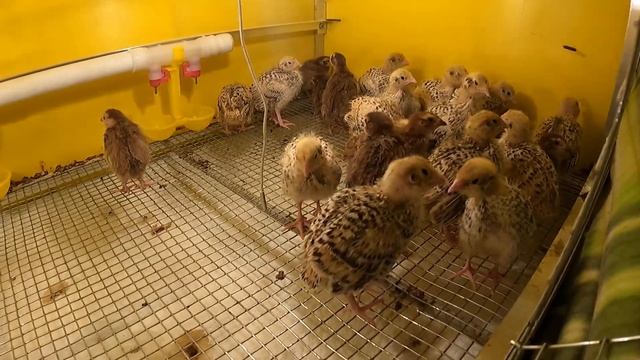 Билефельдер цыплятам 5 суток чем отличается ПЕТУХ от КУРЫ ? /Перепелятам 10 суток СЕЛАДОН и ФЕНИКС