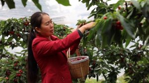 «Сочный бизнес»: китайские деревни расцвели благодаря торговле вишней