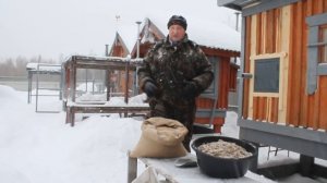 Самое полезное зерно для кур несушек.