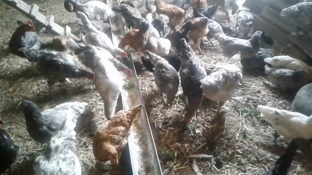 Лучшие несушки. Куры Доминант. смотреть онлайн