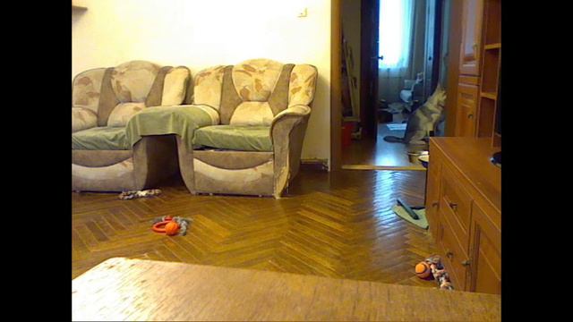 Хасята онлайн / Siberian husky live
