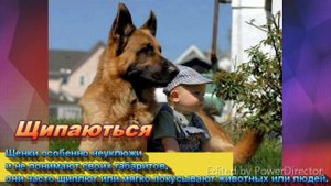 Немецкая Овчарка / Отношения с Детьми