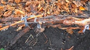 Подготовка винограда к укрытию на зиму.