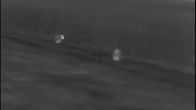 Еноты смотреть онлайн