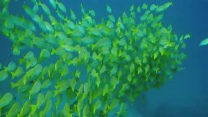 Веселая жизнь животных в видео. Живые звуки животных.