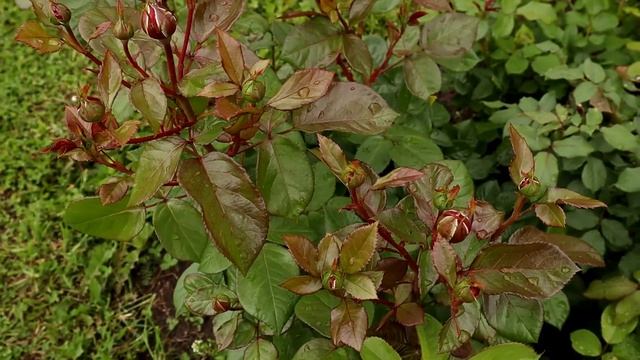 Роза Комтесса (Comtessa). Очень здоровый сорт; в минимальные сроки образует сильный куст. смотреть онлайн