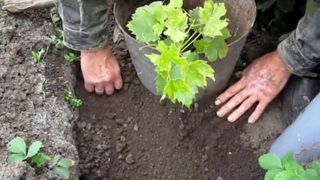 Что можно посадить в августе. ч2. смотреть онлайн