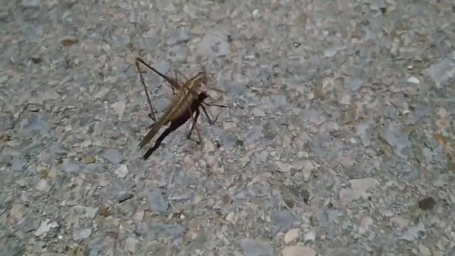 ?? Сверчок/Щурец/Cricket 21.08.2021 #Болгария #Бяла #сверчок #shorts смотреть онлайн