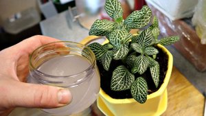 От моей фиттонии не отвести глаз! Весь секрет в этой редкой подпитке!!! Чем подкармливать фиттонию?