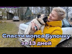 МОПСОВАЯ БЕДА... Спасти сладкую Булочку за 13 дней!