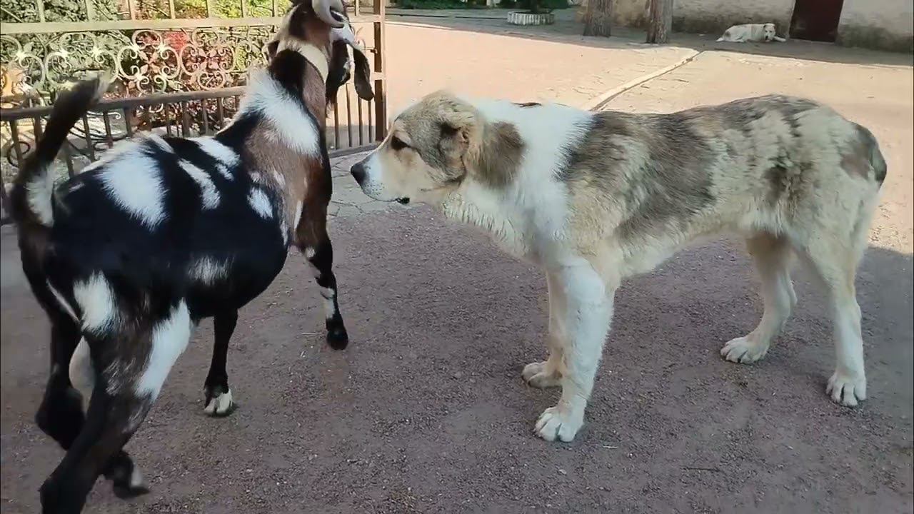 Азиат-пастушья собака! смотреть онлайн