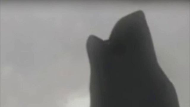 Nighowla -Im Furlicious- смотреть онлайн