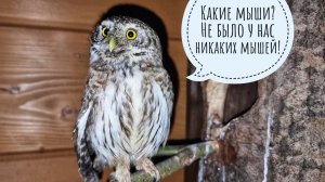 Проверяем сов на рассвете. Голодные неясыти и сычики