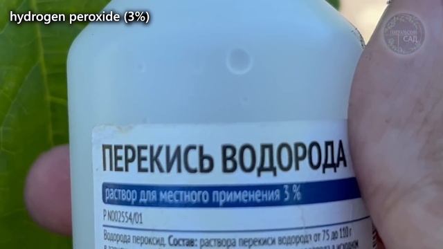 Вот простое средство от пожелтения листьев на Огурцах! Защита от болезней! Перекись водорода. смотреть онлайн