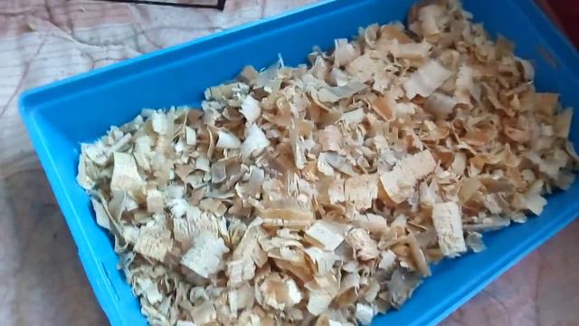 Уход за хомяком. Уборка в клетке,прогулка,игры смотреть онлайн