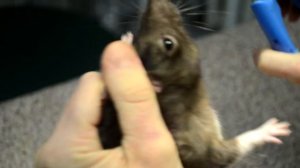 Обрезаем резцы декоративной крысе