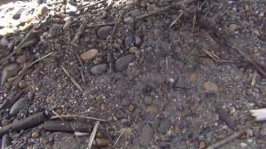 Рыбалка на ельца 14 мая 2018 поплавочная удочка рыба елец ловля ельца наживка веснянка река Енисей