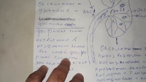 Почему образуются камни в почках и как правильно их растворять