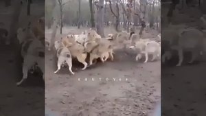 Один Волк против Стаи