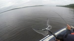 Хариус. Пя Озеро.