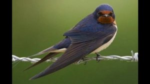 Микола Кондратюк. Прилетіла ластівка