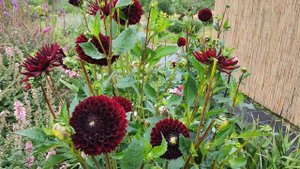 Георгин Мирелла